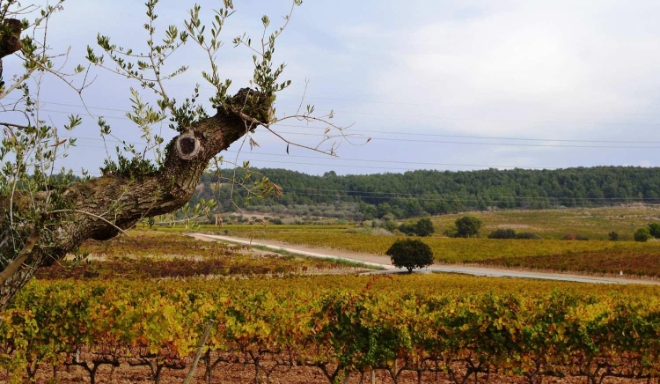 Pla de Bages
