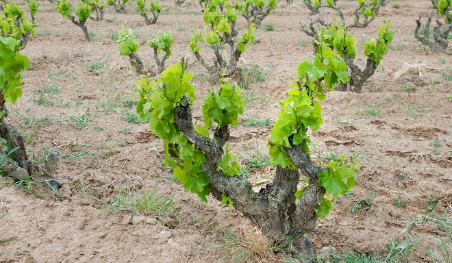 Terra Alta