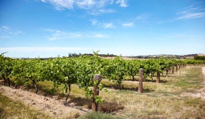 Barossa Valley
