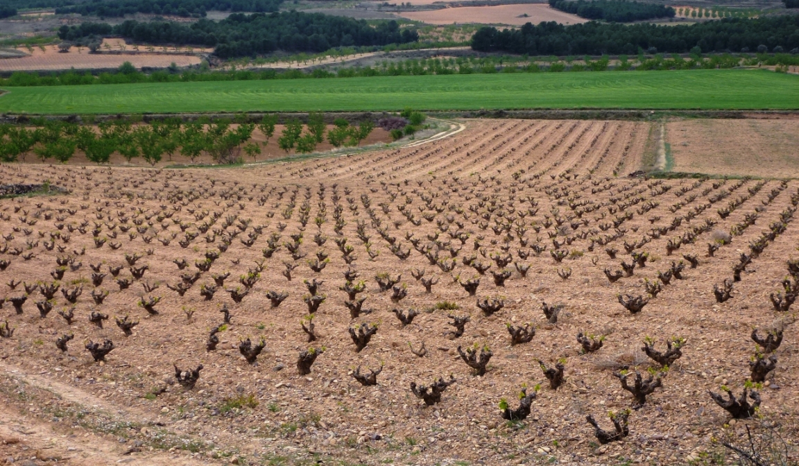 Campo de Borja