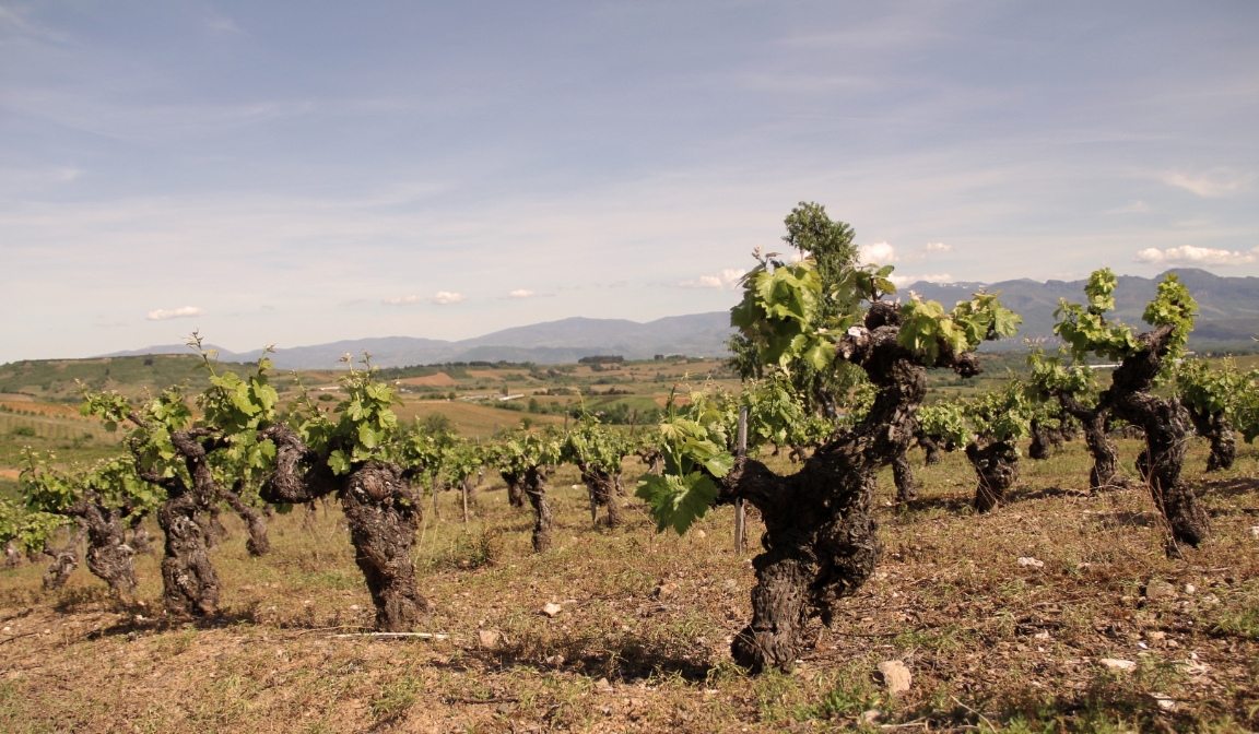 Bierzo